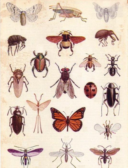 Állatorvosi helminthológia és entomológia
