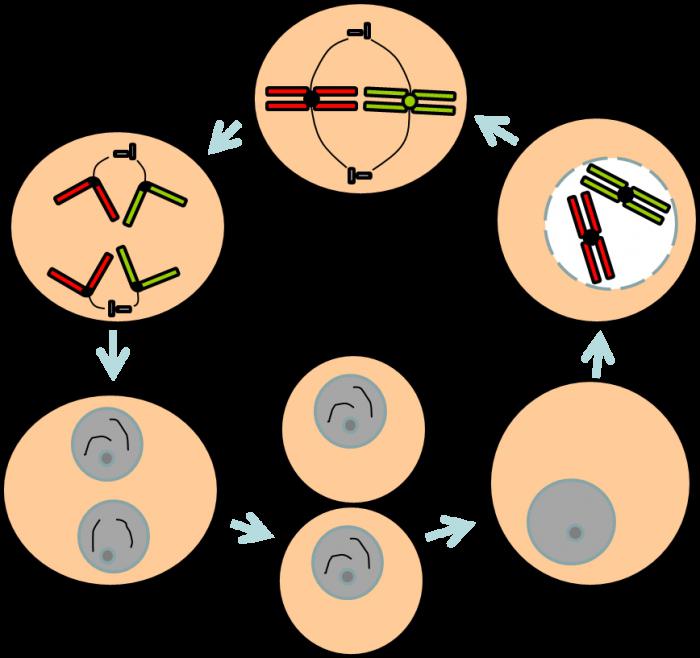 mitotikus sejtciklus